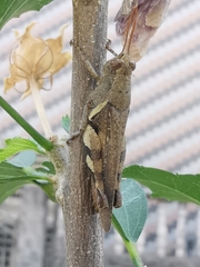 Xenocatantops brachycerus