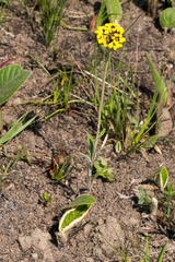 Helichrysum allioides