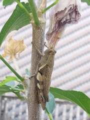 Xenocatantops brachycerus