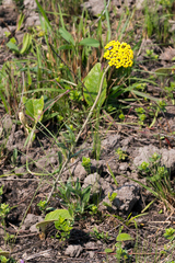 Helichrysum allioides
