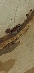 Litoria rubella