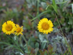Erigeron aureus