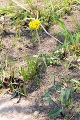 Helichrysum allioides