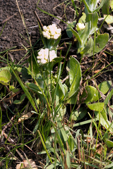 Helichrysum appendiculatum