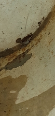 Litoria rubella