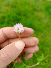 Trifolium glanduliferum