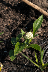 Helichrysum pallidum