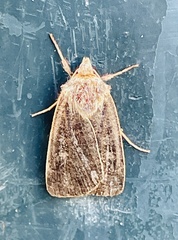 Xestia xanthographa