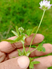 Trifolium glanduliferum