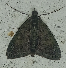 Chloroclysta siterata