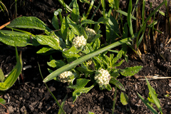 Helichrysum pallidum