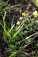 Hypoxis angustifolia