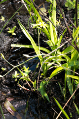 Hypoxis angustifolia