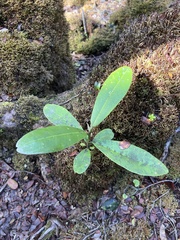 Melicope clusiifolia