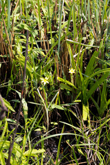 Hypoxis angustifolia