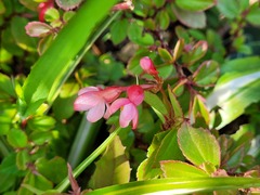 Begonia fuchsioides