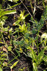 Hypoxis angustifolia