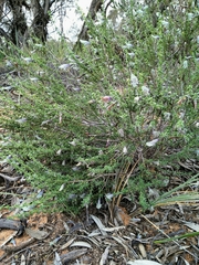 Prostanthera serpyllifolia microphylla