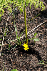 Hypoxis argentea