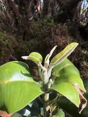 Melicope clusiifolia