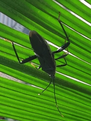 Notobitus
