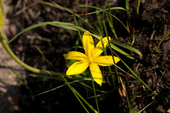 Hypoxis costata