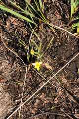 Hypoxis filiformis