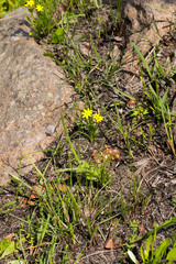Hypoxis filiformis