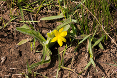 Hypoxis hemerocallidea