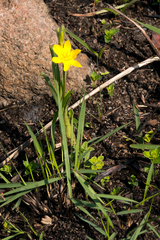 Hypoxis rigidula