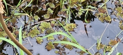 Azolla pinnata