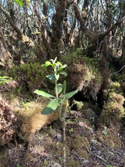 Melicope clusiifolia