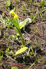 Hypoxis rigidula