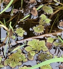 Azolla pinnata