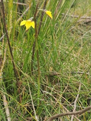 Diuris chryseopsis