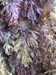 Hymenophyllum lanceolatum