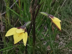 Diuris chryseopsis