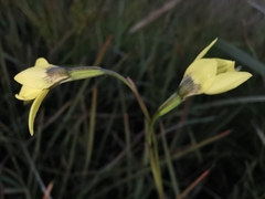 Diuris chryseopsis