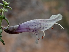 Prostanthera serpyllifolia microphylla