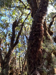 Hymenophyllum lanceolatum