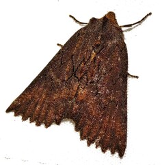 Nisista serrata