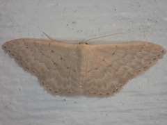 Idaea philocosma