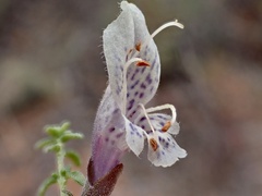 Prostanthera serpyllifolia microphylla