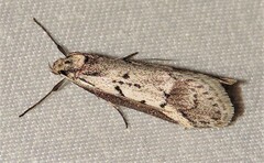 Philobota stella