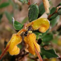 Grevillea chrysophaea