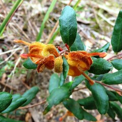 Grevillea chrysophaea