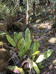 Elaphoglossum crassicaule