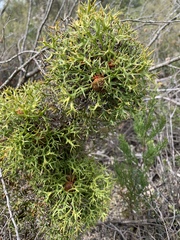 Isopogon ceratophyllus