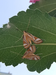 Eoophyla