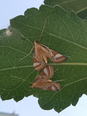 Eoophyla